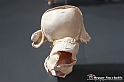 VBS_3169 - Feto di tre mesi nell'utero - Mostra Body Worlds
